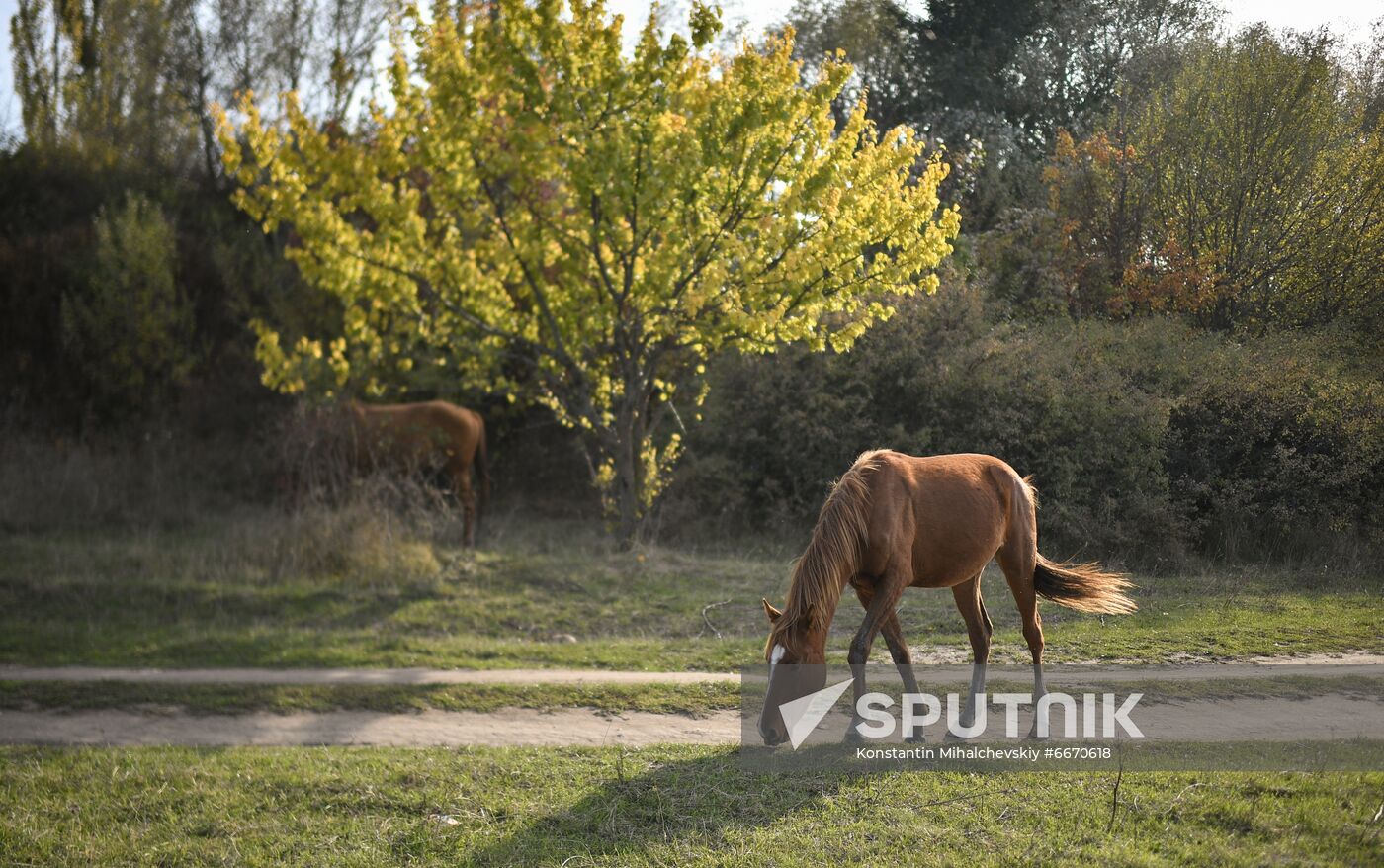 Russia Animals