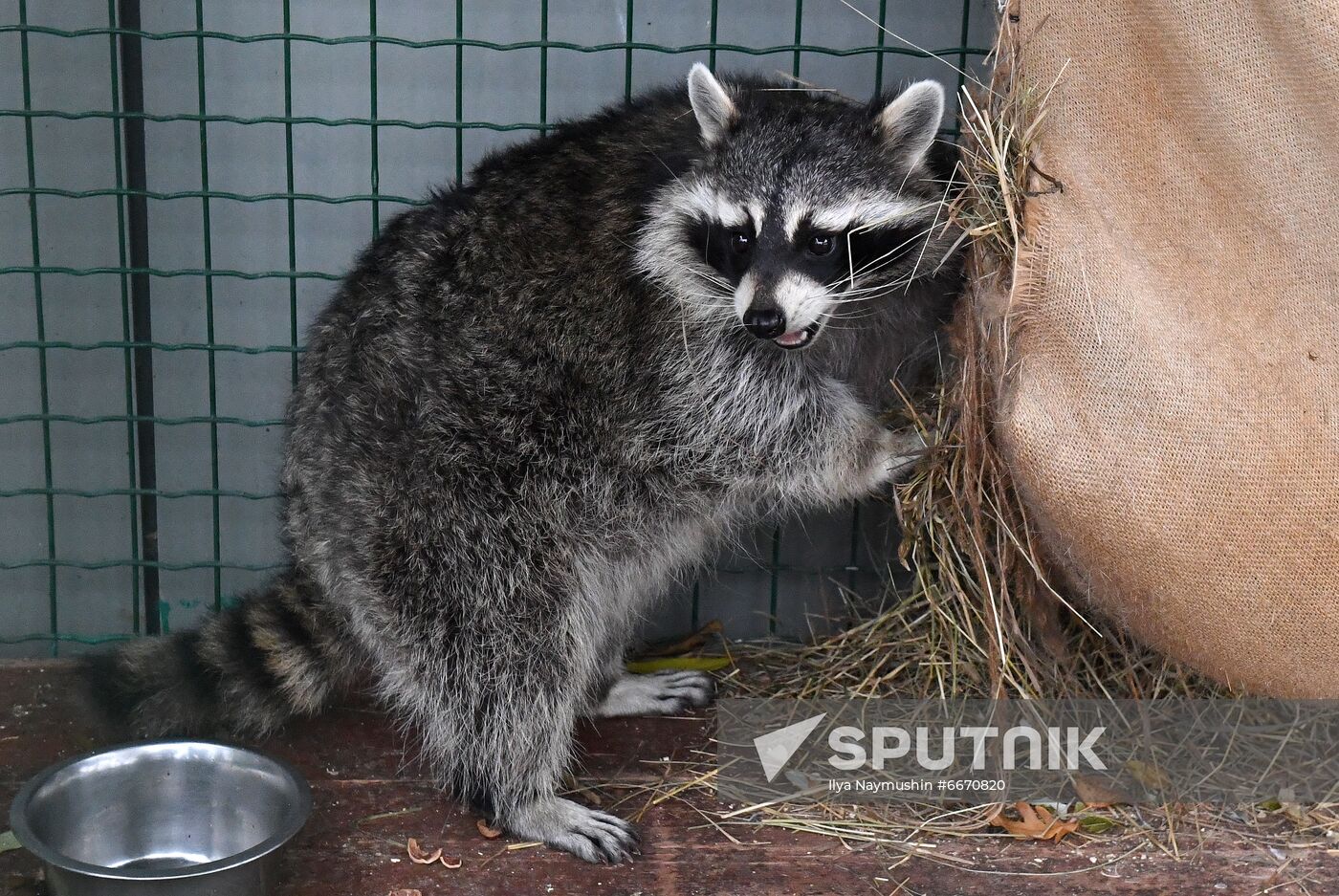 Russia Zoo