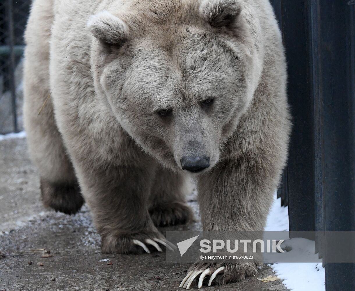 Russia Zoo