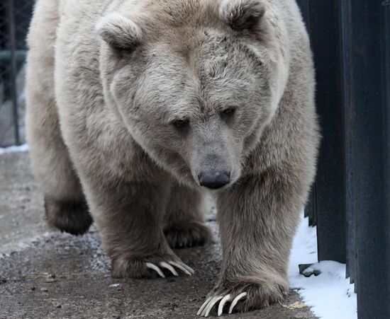 Russia Zoo