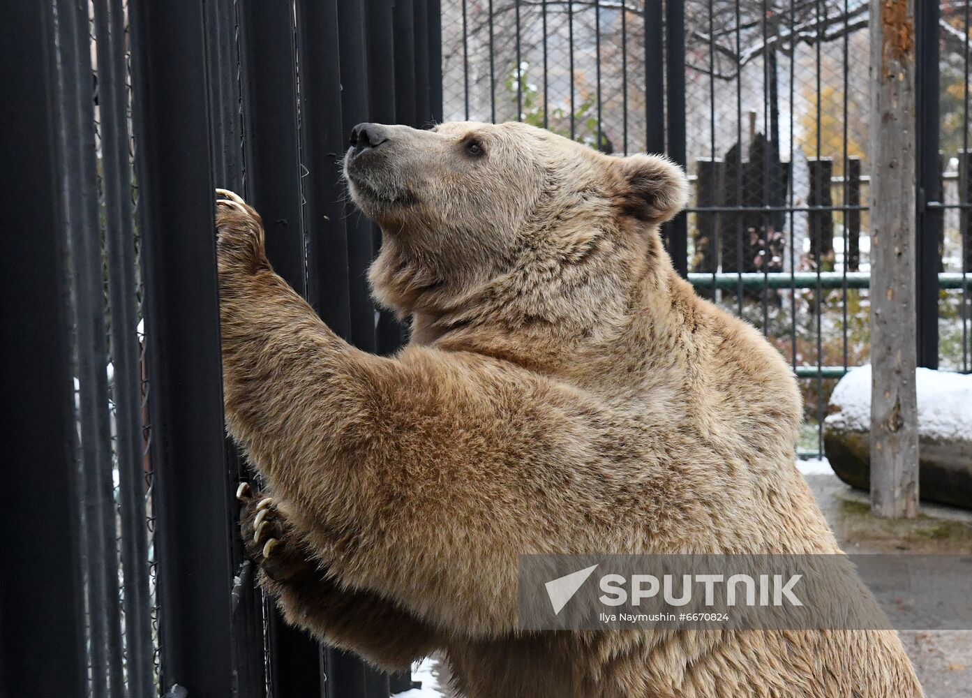 Russia Zoo