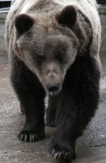 Russia Zoo