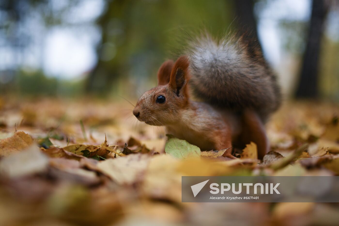 Russia Autumn