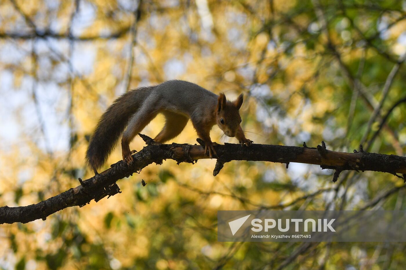 Russia Autumn