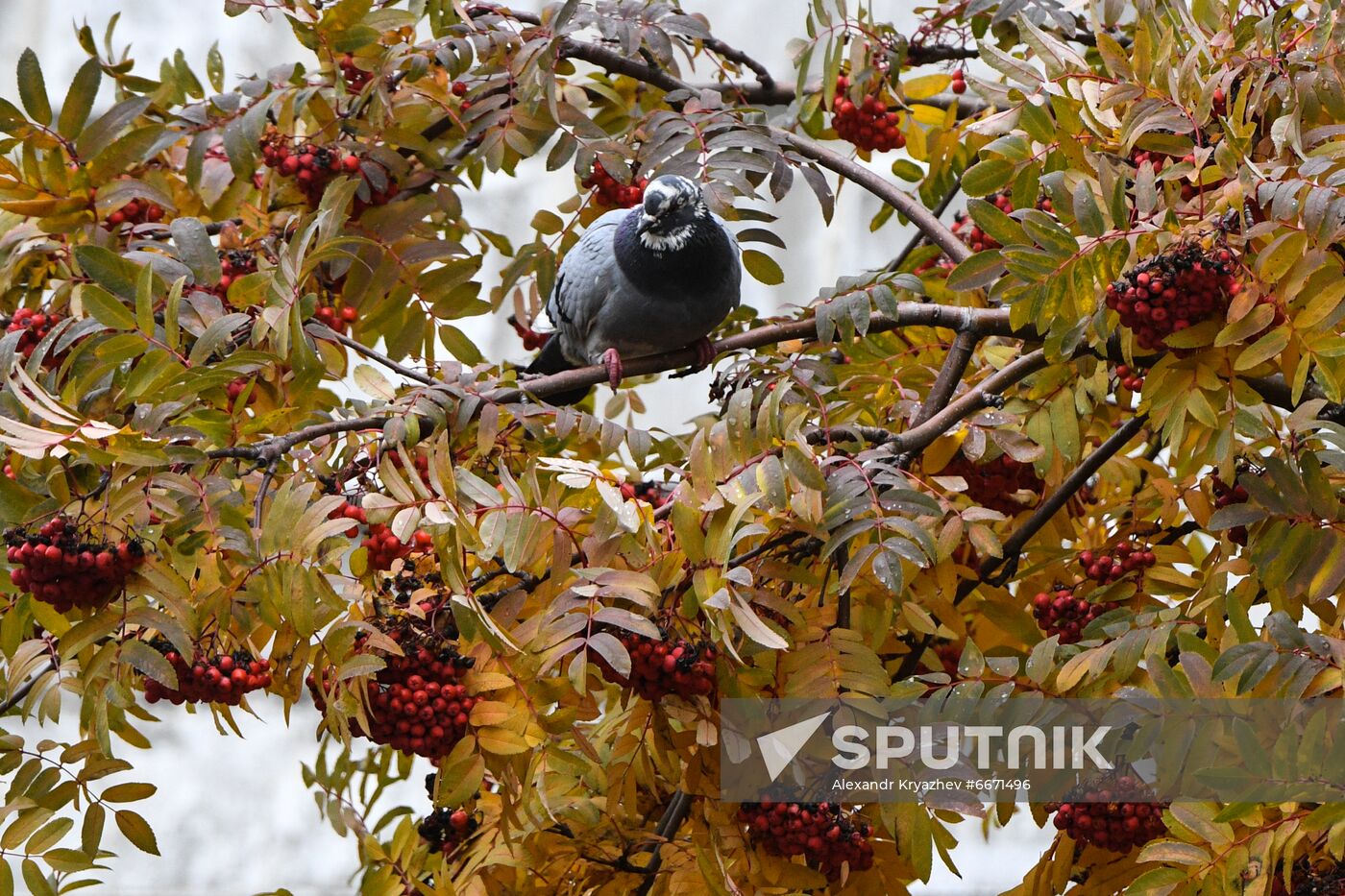 Russia Autumn