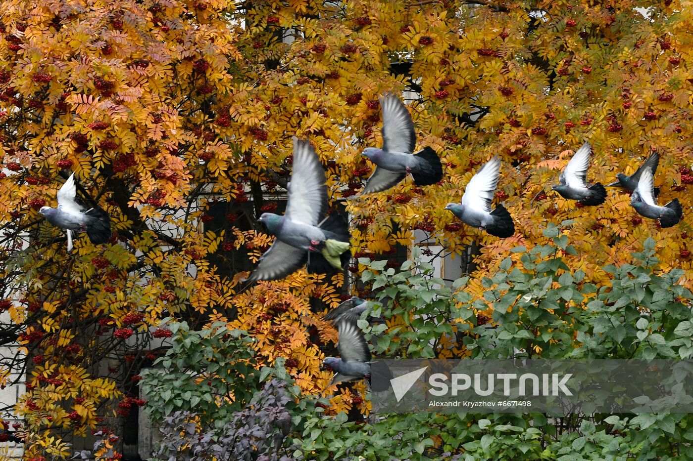 Russia Autumn