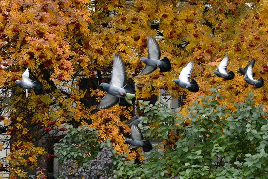 Russia Autumn