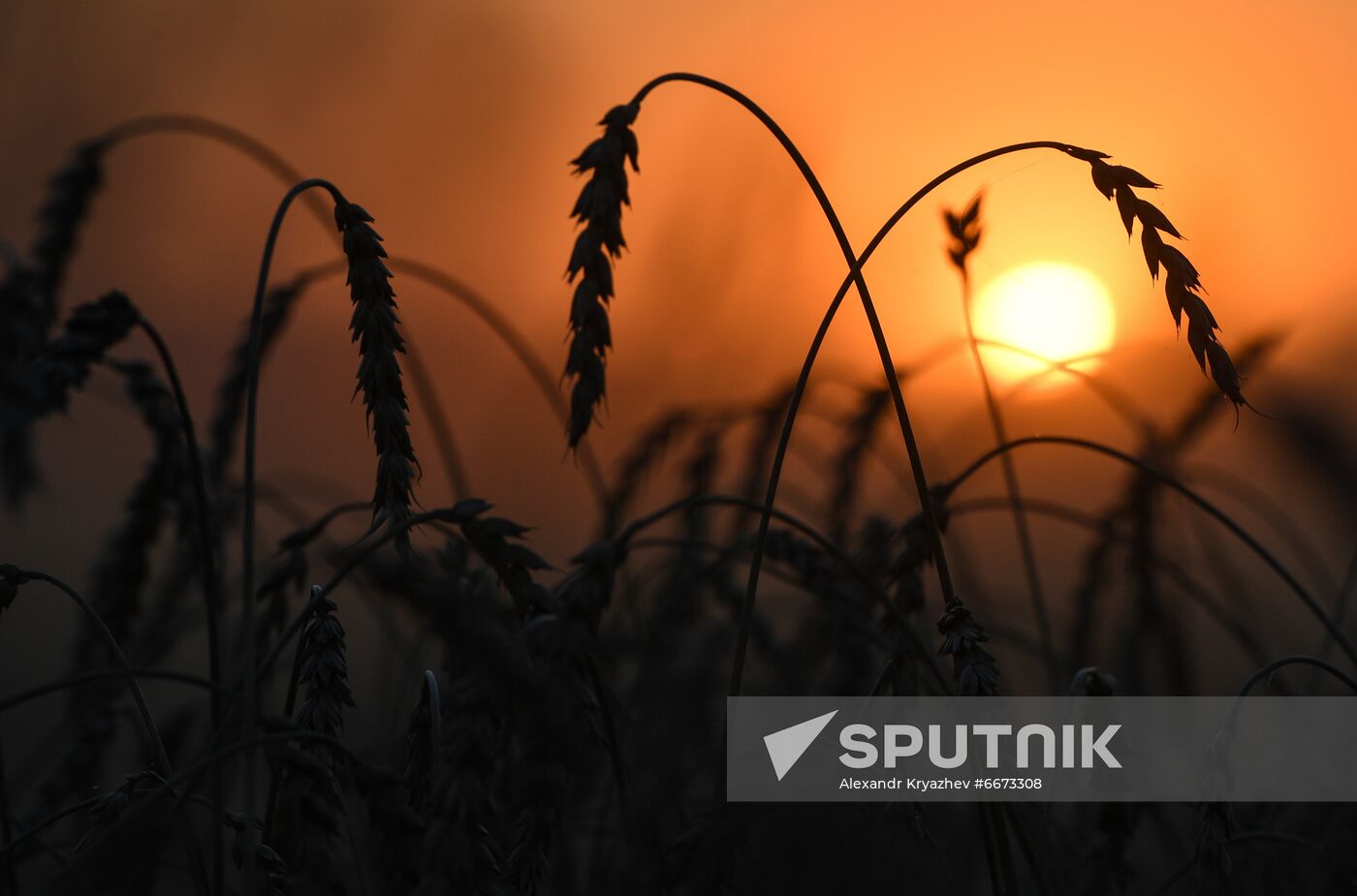 Russia Agriculture Harvesting