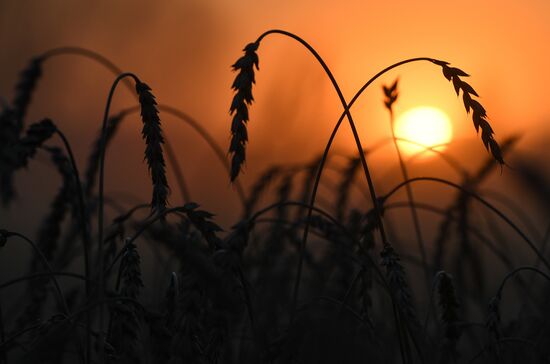 Russia Agriculture Harvesting