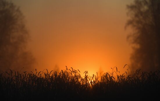 Russia Agriculture Harvesting