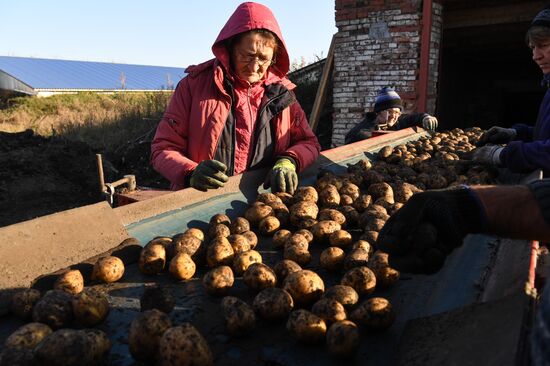 Russia Agriculture Harvesting