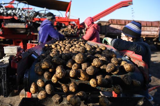 Russia Agriculture Harvesting
