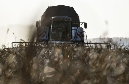 Russia Agriculture Harvesting