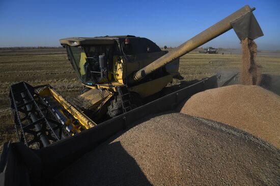 Russia Agriculture Harvesting
