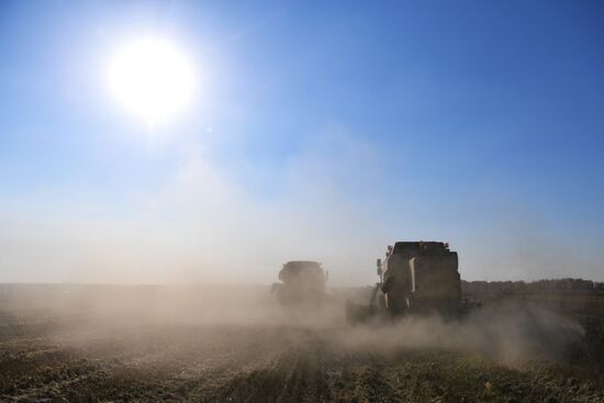 Russia Agriculture Harvesting