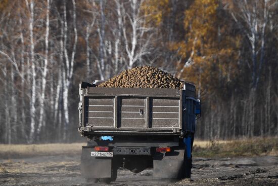 Russia Agriculture Harvesting