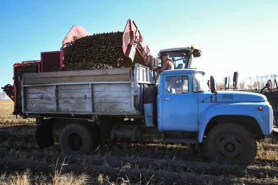 Russia Agriculture Harvesting