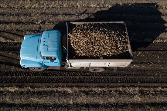 Russia Agriculture Harvesting