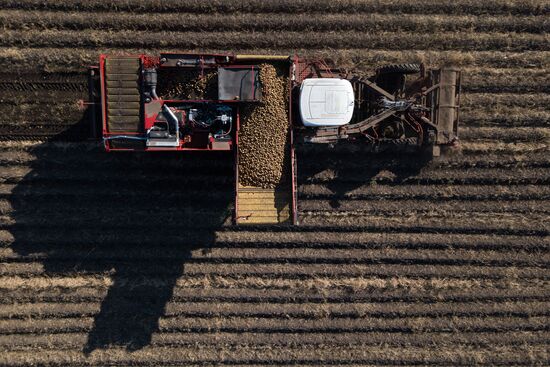 Russia Agriculture Harvesting