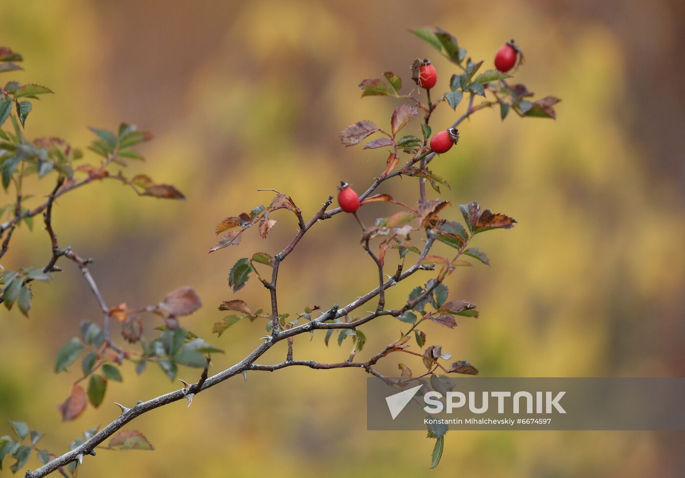 Russia Autumn