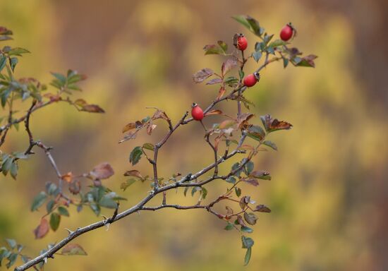 Russia Autumn