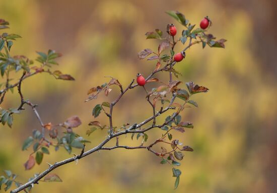 Russia Autumn