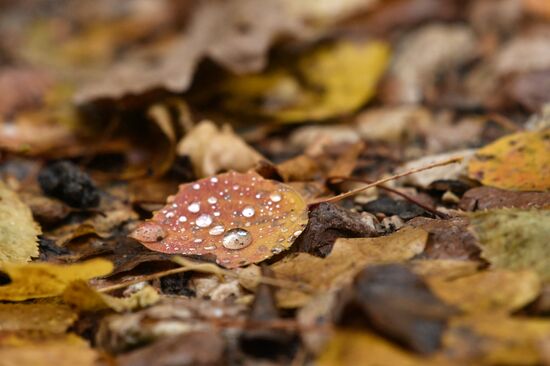 Russia Autumn