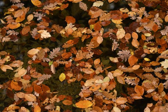 Russia Autumn