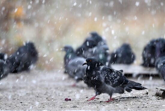 Russia Weather