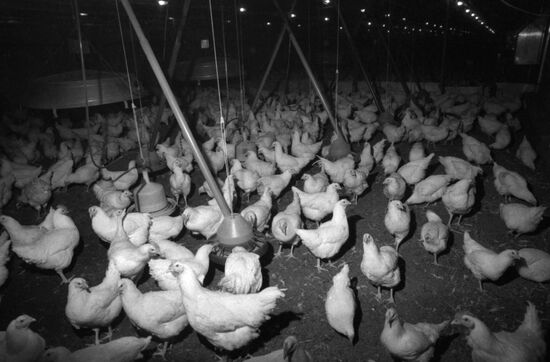 All-Union Scientific Research and Technological Institute of Poultry Farming