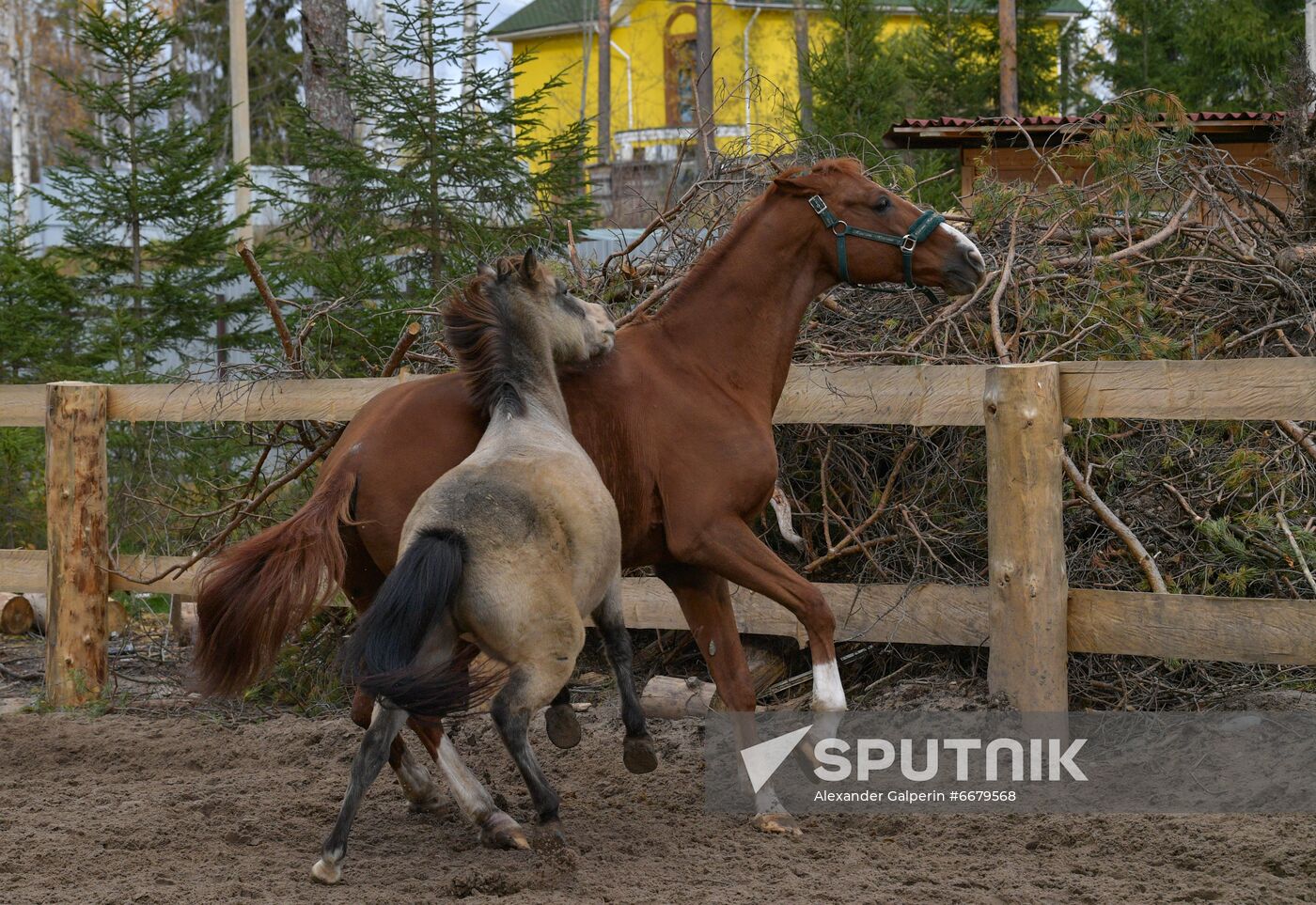 Russia Animals