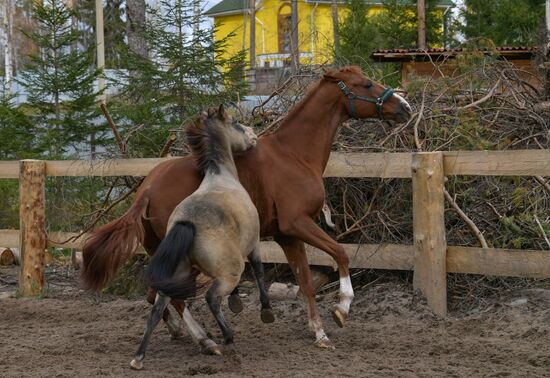Russia Animals