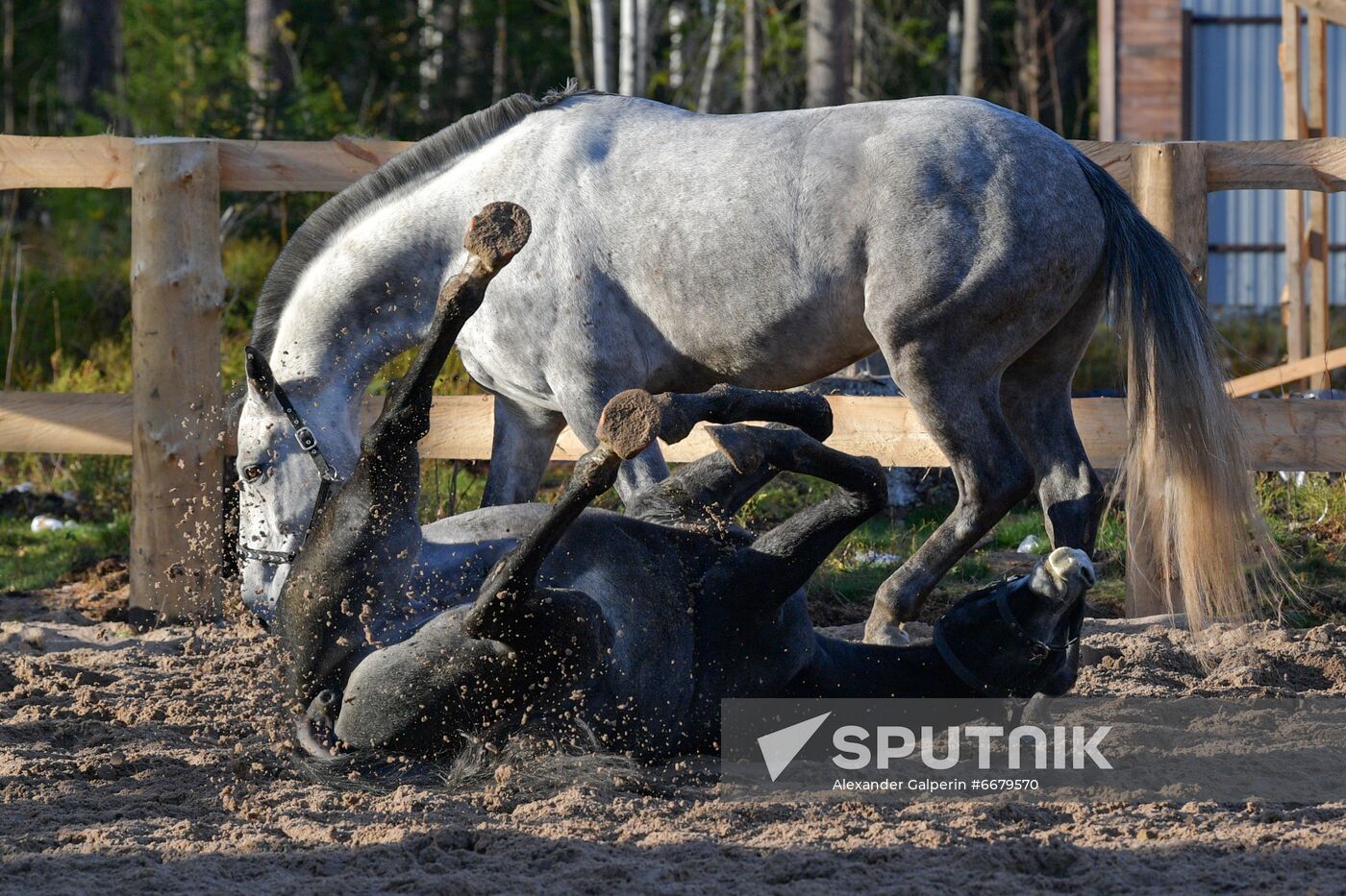 Russia Animals