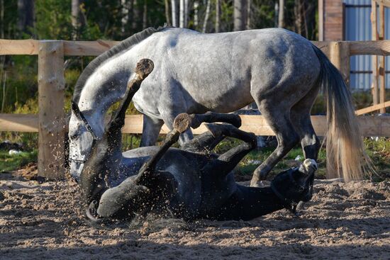 Russia Animals