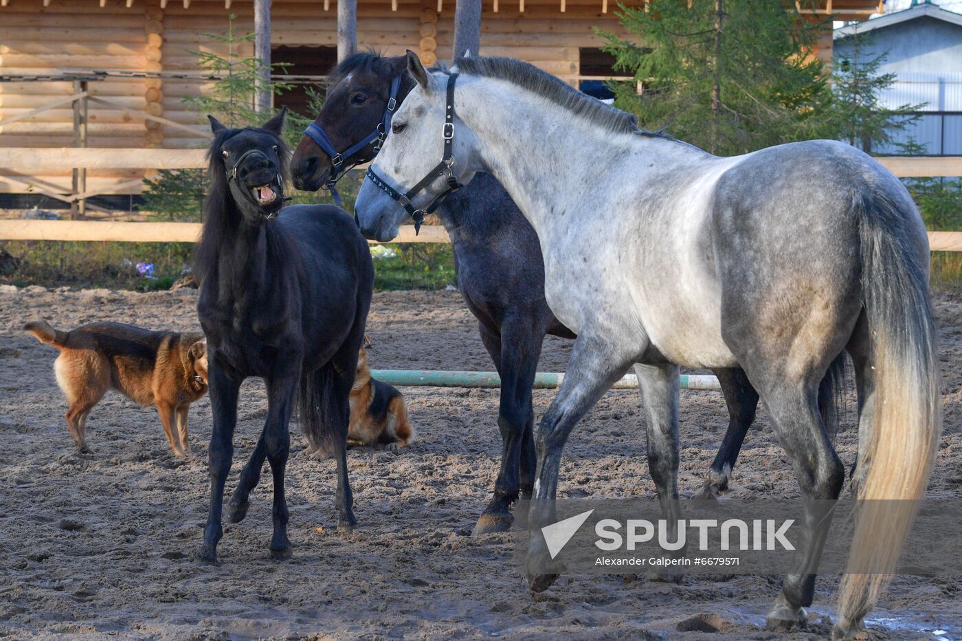Russia Animals