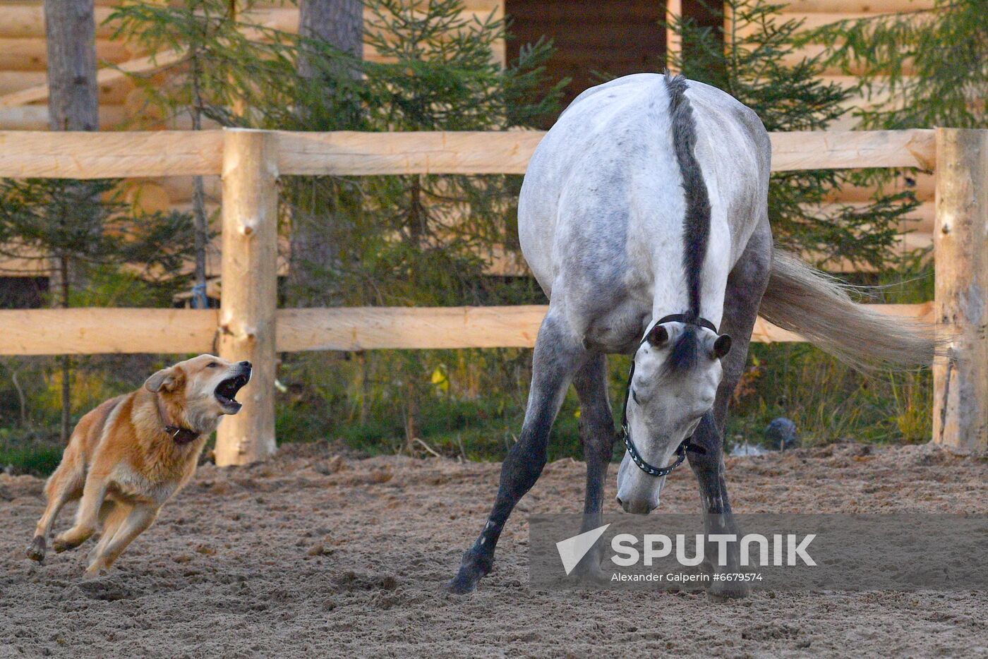 Russia Animals