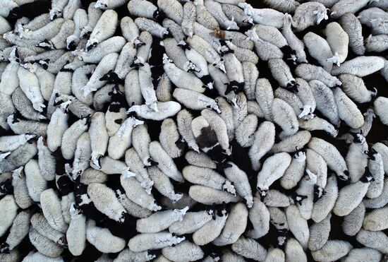 Russia Agriculture Breeding