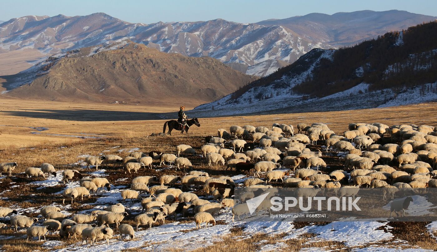 Russia Agriculture Breeding