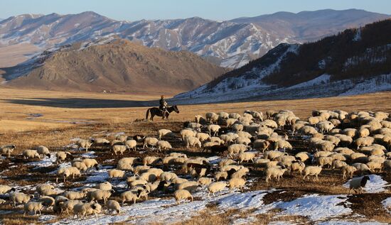Russia Agriculture Breeding