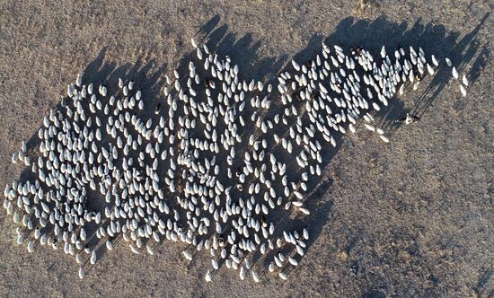 Russia Agriculture Breeding