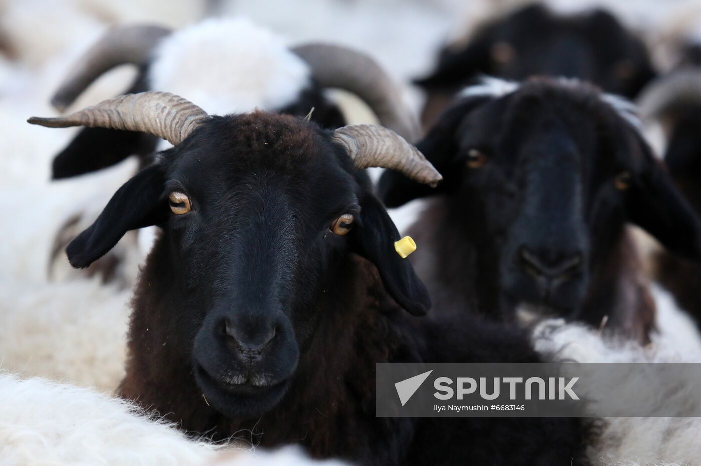 Russia Agriculture Breeding