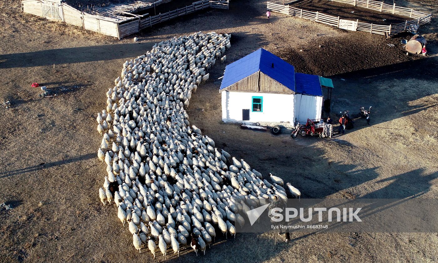Russia Agriculture Breeding