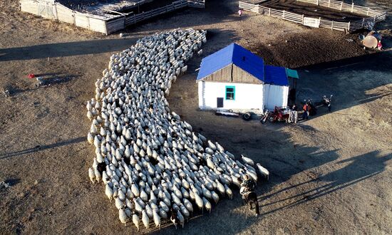 Russia Agriculture Breeding