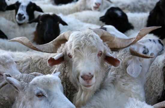 Russia Agriculture Breeding