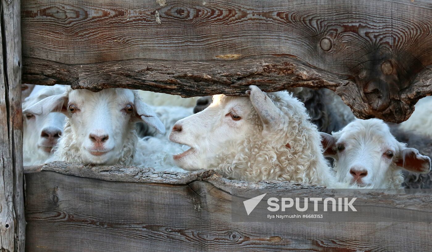 Russia Agriculture Breeding