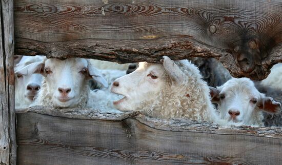 Russia Agriculture Breeding