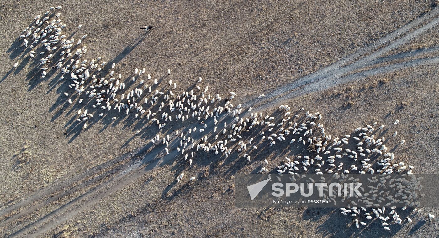Russia Agriculture Breeding