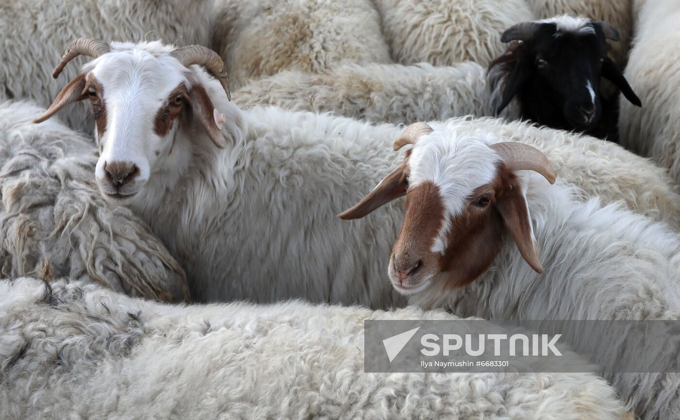 Russia Agriculture Breeding