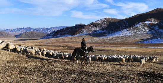 Russia Agriculture Breeding