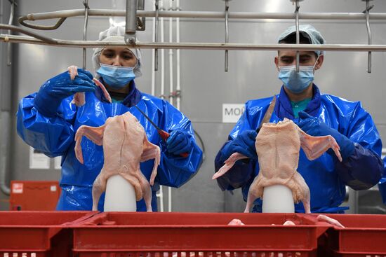 Russia Agriculture Poultry